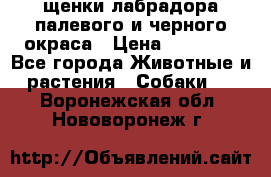 щенки лабрадора палевого и черного окраса › Цена ­ 30 000 - Все города Животные и растения » Собаки   . Воронежская обл.,Нововоронеж г.